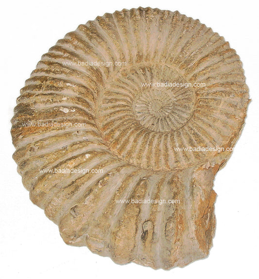 Moroccan Ammonite Fossil